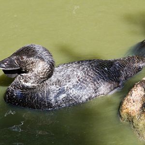 Musk Duck (Biziura lobata)