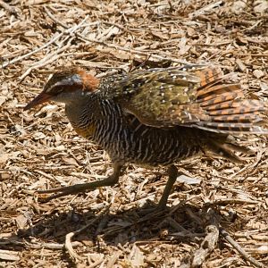 Banded Rail (Gallirallus philippensis)