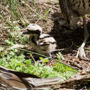 Bush Stone Curlew hatchling (Burhinus grallarius)