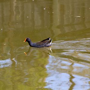 Dusky Moorhen (Gallinula tenebrosa)