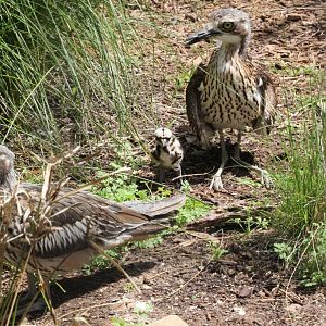 Bush Stone Curlew family (Burhinus grallarius)