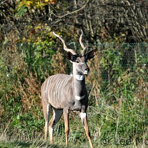 Male Kudu Chester November 2012