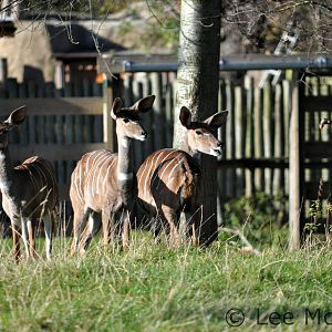 Female Kudu Chester November 2012
