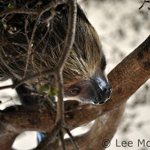 Sloth November 2012