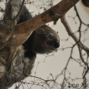 Sloth November 2012 Jaguar House Chester