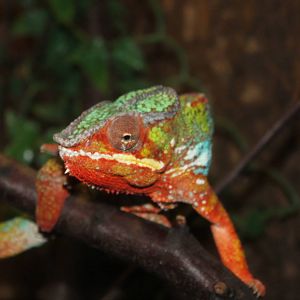 Panther Chameleon