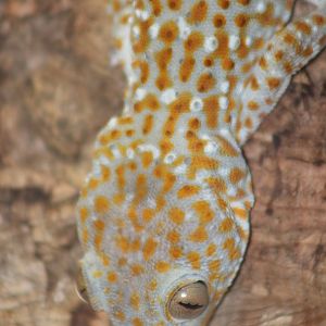 Tokay Gecko