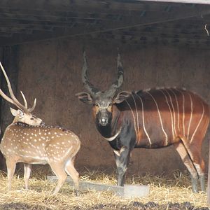 Male Axis Deer and Male Eastern Bongo