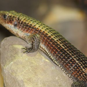 Giant Plated Lizard