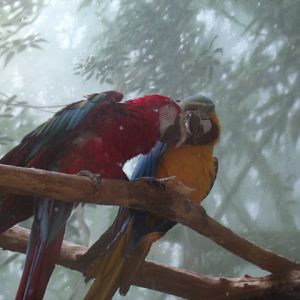Loving Macaws