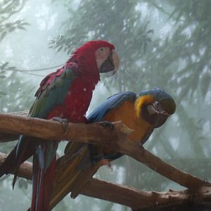 Blue-And-Yellow Macaw/Green-Winged Macaw