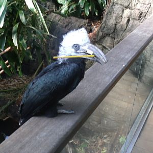 Long-Tailed Hornbill