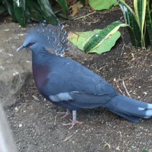 Victoria Crowned Pigeon