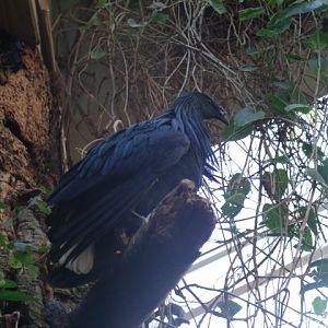 Nicobar Pigeon