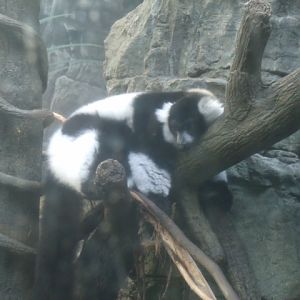 Black-And-White Ruffed Lemur