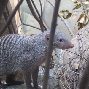 Banded Mongoose