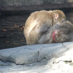 Snow Monkeys grooming