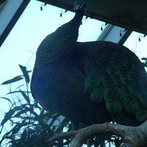 Green Peafowl
