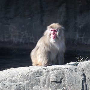 Japanese Macaque
