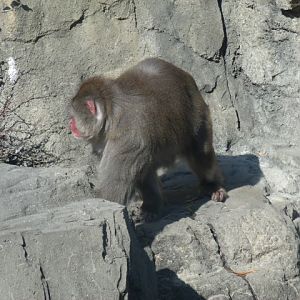 Japanese Macaque