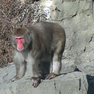 Japanese Macaque