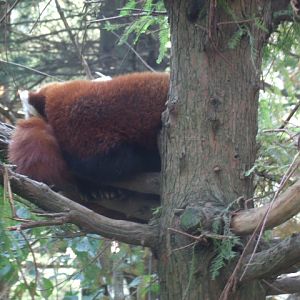 Red Panda