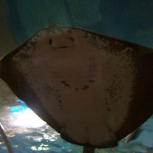 ray in underwater tunnel