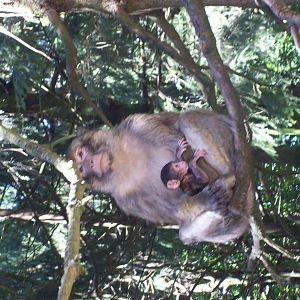 affenberg salem-macaque walkthrough