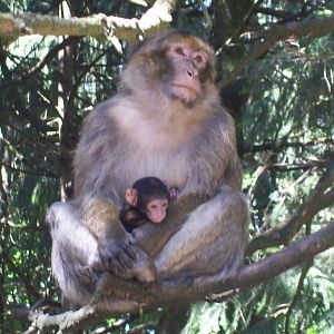 affenbeg salem-macaque walkthrough