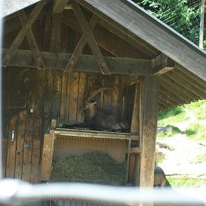 alpine ibex in shelter