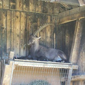 alpine ibex in shelter