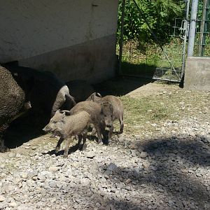 wild boar family