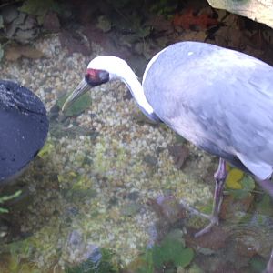White-Naped Crane