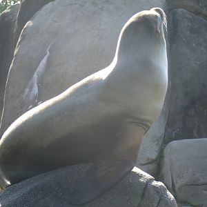 California Sea Lion
