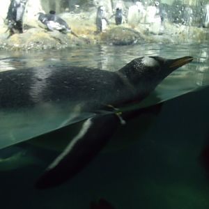 Gentoo Penguin