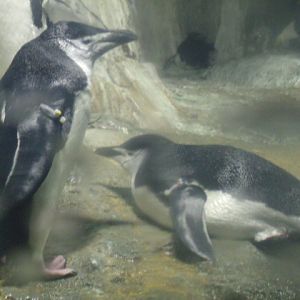 Chinstrap Penguins
