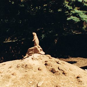 Praire Dog at Combe Martin 1989