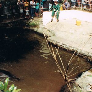 Seals at Combe Martin 1989