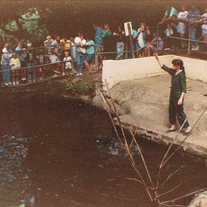 Seals at Combe Martin 1989