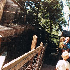 Monkey runs at Combe Martin 1989