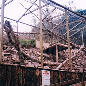 Snow Leopards at Combe Martin 1996
