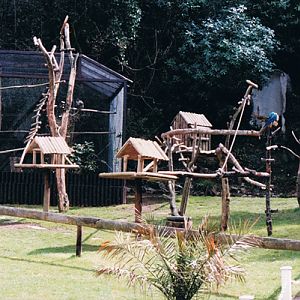Macaws at Combe Martin 1996