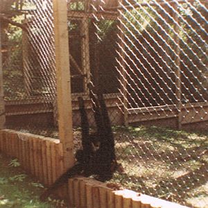 Gibbons at Combe Martin 1989