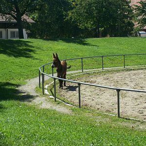 donkey paddock