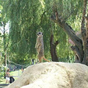 meerkat