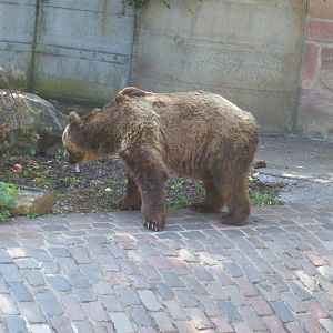 brown bear