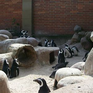 jackass penguin