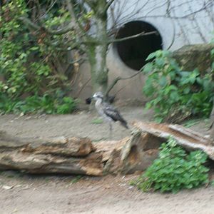 unknown bird species