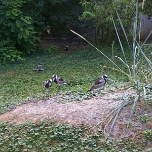 in the arctic aviary