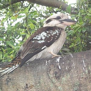wild kookaburra
